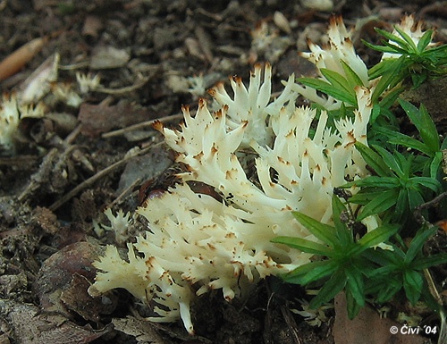 konárovka hrebenitá / kuřátečko hřebenité