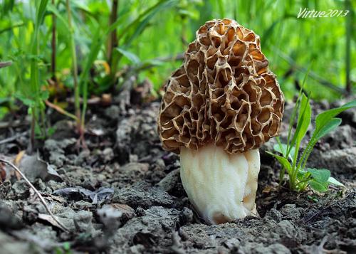 smrčok jedlý / smrž obecný