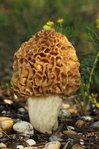 smrčok jedlý / smrž obecný