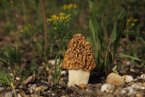 smrčok jedlý / smrž obecný