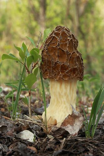 smrčok jedlý / smrž obecný