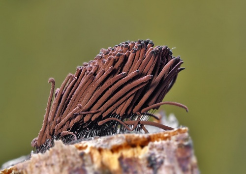 pazderka hnedá / pazderek hnědý
