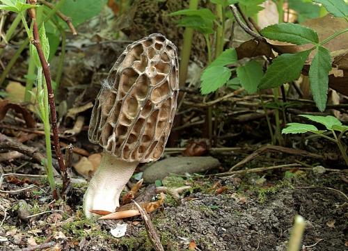 smrčok kužeľovitý / smrž kuželovitý