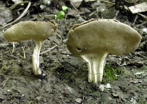 chriapač tmavý / chřapáč podobný