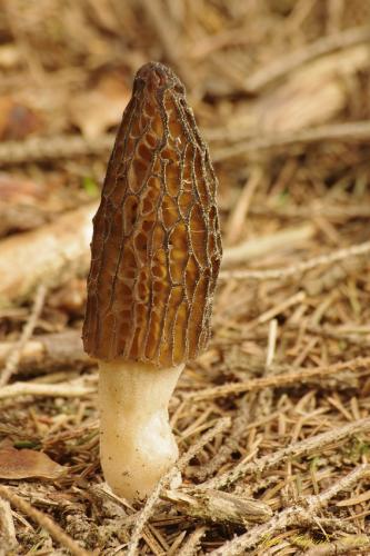 smrčok kužeľovitý / smrž kuželovitý