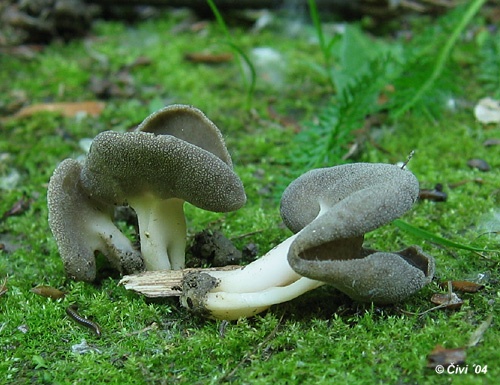 chriapač tmavý / chřapáč podobný