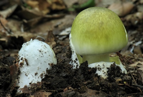 muchotrávka zelená / muchomůrka zelená