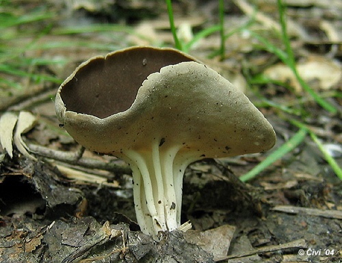 chriapač tmavý / chřapáč podobný