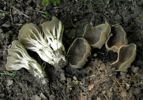 chriapač rebernatý / chřapáč kosťovitý