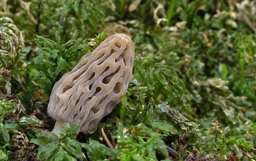 smrčok kužeľovitý / smrž kuželovitý