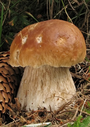 hríb smrekový / hřib smrkový