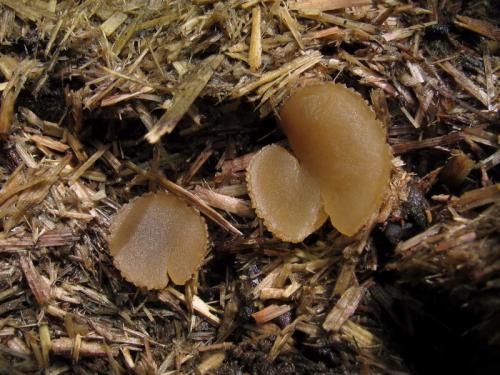čiaška / řasnatka mrvní
