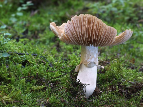 pavučinovec inovaťový / sluka svraskalá