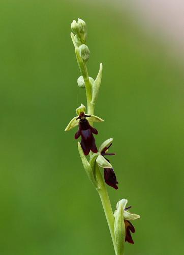 hmyzovník muchovitý