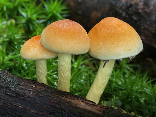 strapcovka zväzkovitá / třepenitka svazčitá
