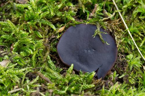 čiaška tmavomodrá / řasnatka fialovomléčná