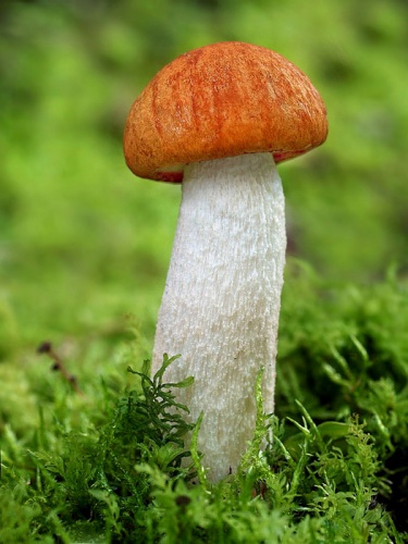 kozák osikový / křemenáč osikový