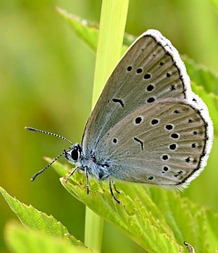 modráčik krvavcový