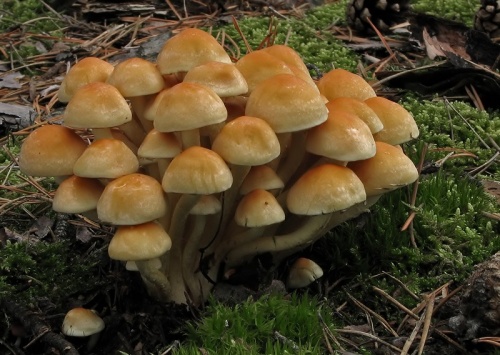 strapcovka zväzkovitá / třepenitka svazčitá