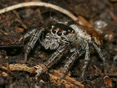 Skákavka sp