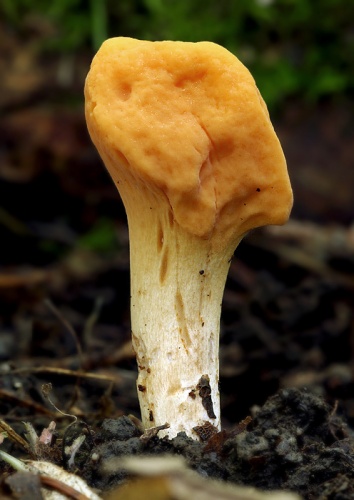kyjak useknutý / kyj uťatý