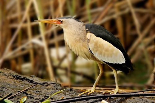 bučiačik obyčajný