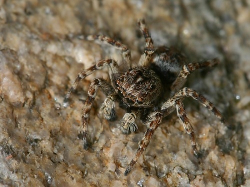 Sitticus sp.