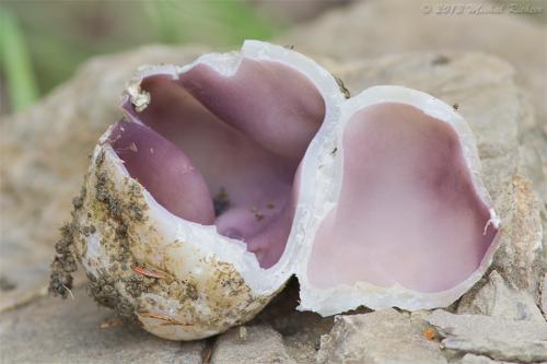 tulipánovka fialová / baňka velkokališná