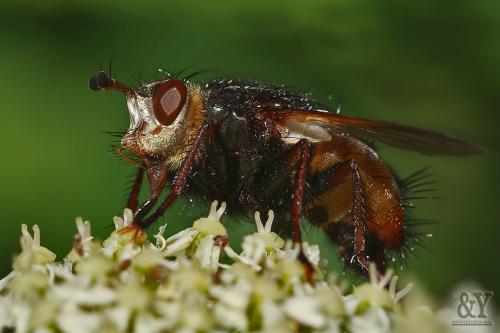 bystruša červenonohá