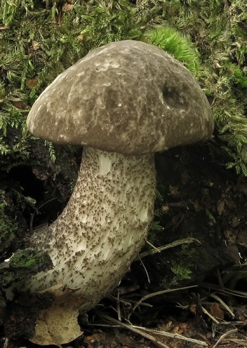 kozák rozličnofarebný / kozák barvoměnný