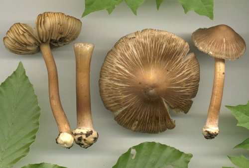 vláknica hviezdicovovýtrusná / vláknice hvězdovýtrusá