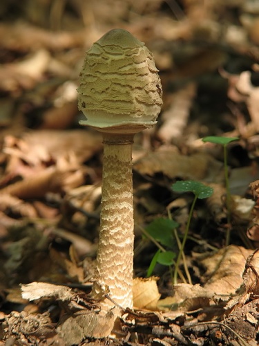 bedľa vysoká / bedla vysoká