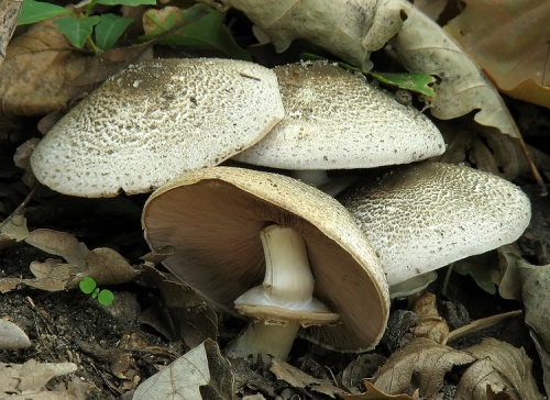 pečiarka perličková / pečárka perličková