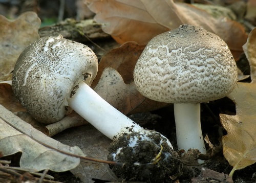 pečiarka perličková / pečárka perličková