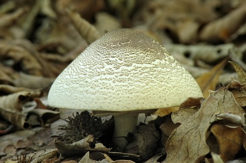 pečiarka perličková / pečárka perličková