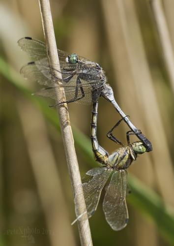 vážka / vážka bělořitná / White-tailed Skimmer
