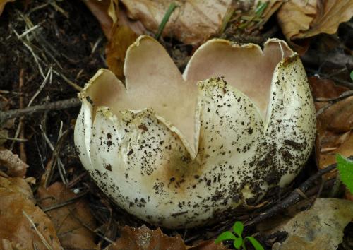tulipánovka fialová / baňka velkokališná