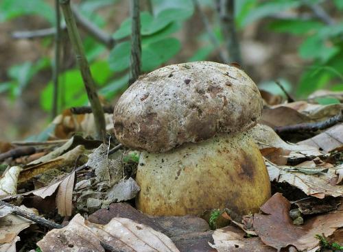 hríb horký / hřib medotrpký