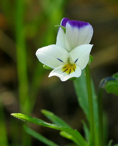 fialka roľná