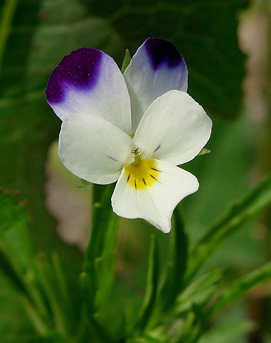 fialka roľná