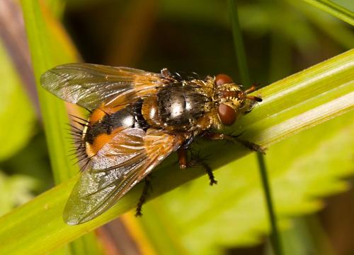 bystruša červenonohá