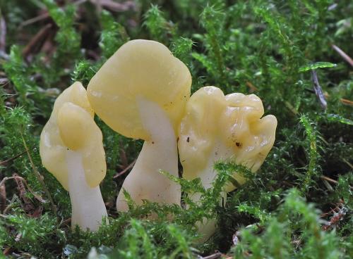 lopatička žltkastá / lopatička kyjovitá