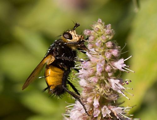 bystruša červenonohá