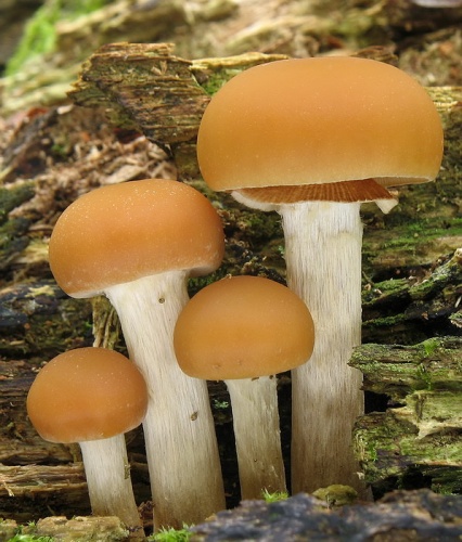 kapucňovka okrovohnedastá / čepičatka jehličnanová