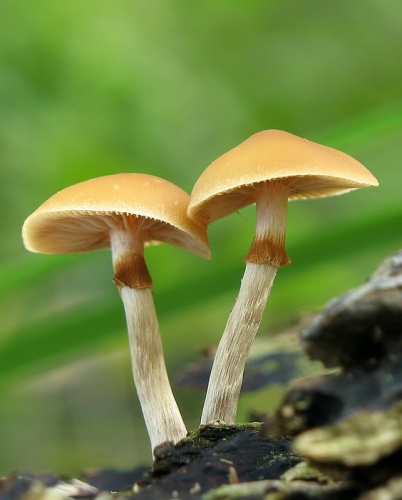 kapucňovka okrovohnedastá / čepičatka jehličnanová
